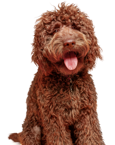 happy golden retriever dog